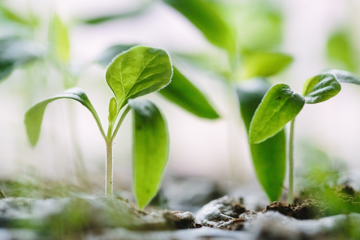 A small plant sprouting from soil